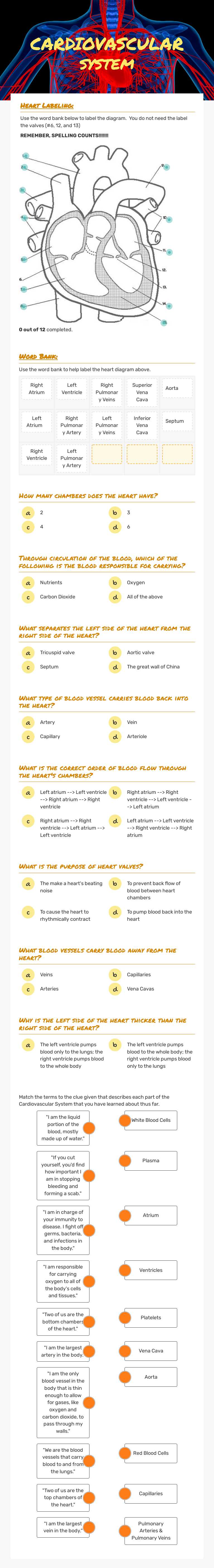 CARDIOVASCULAR system worksheet preview image