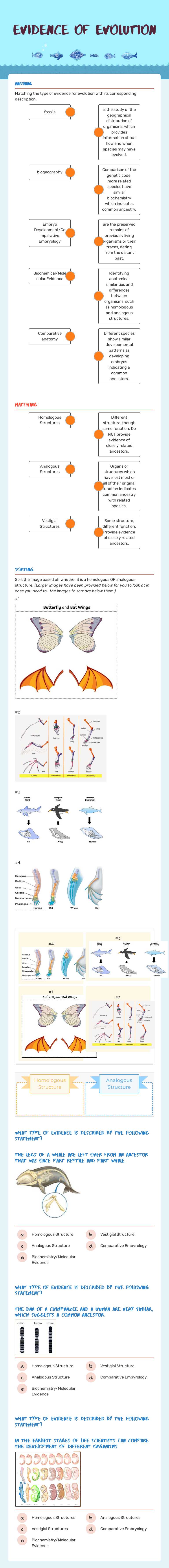 Evidence of evolution Grade 9 worksheet preview