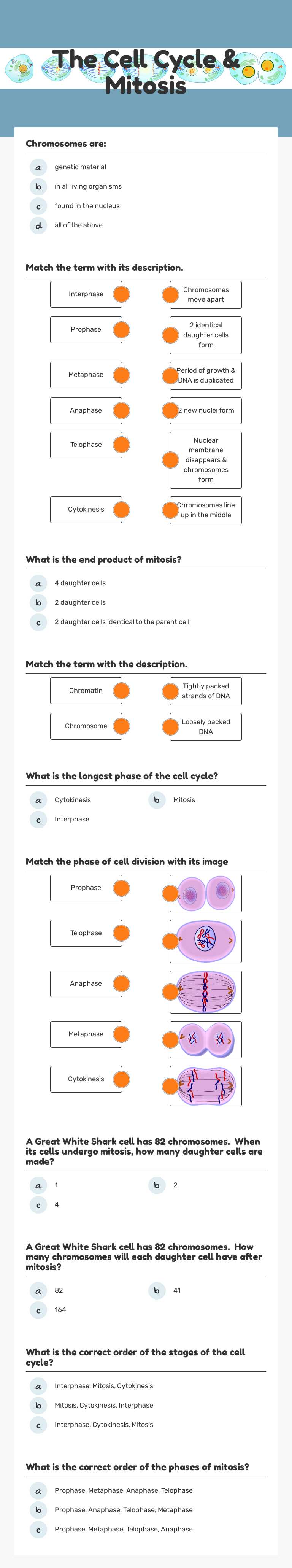 The Cell Cycle & Mitosis worksheet preview image