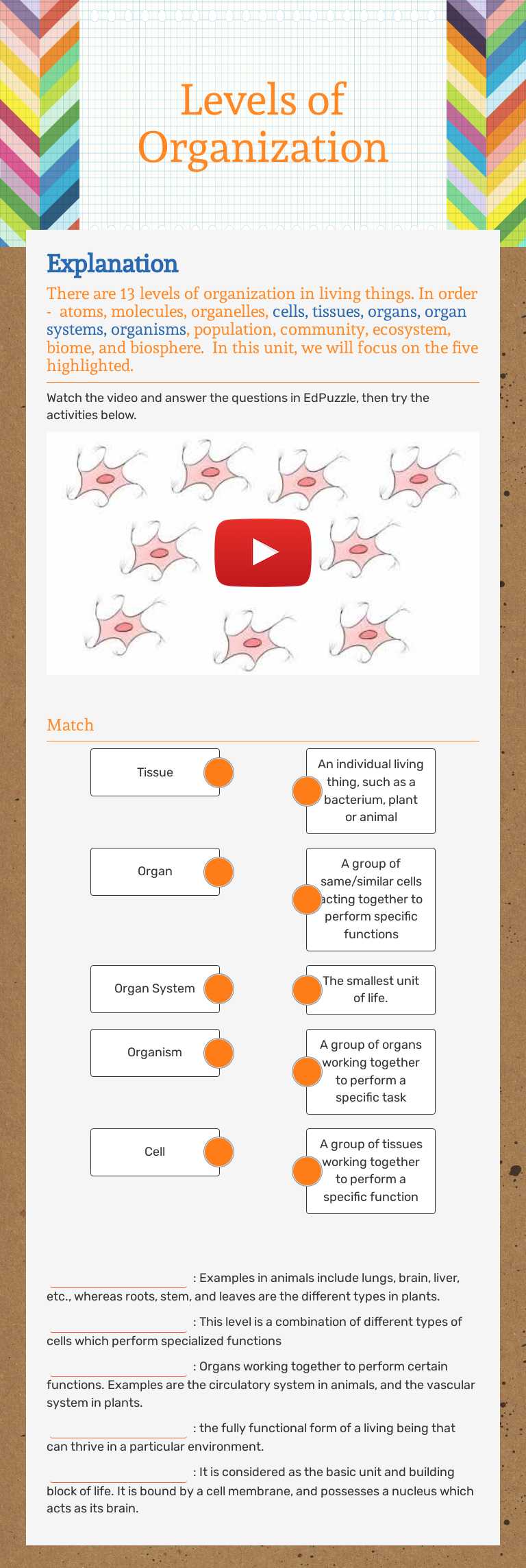 Levels of Organization worksheet preview image