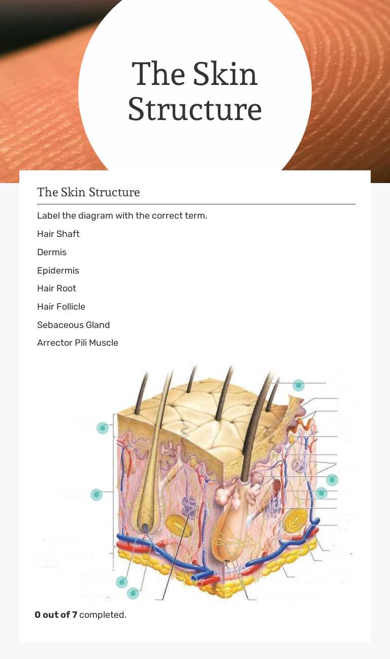 The Skin Structure worksheet preview image