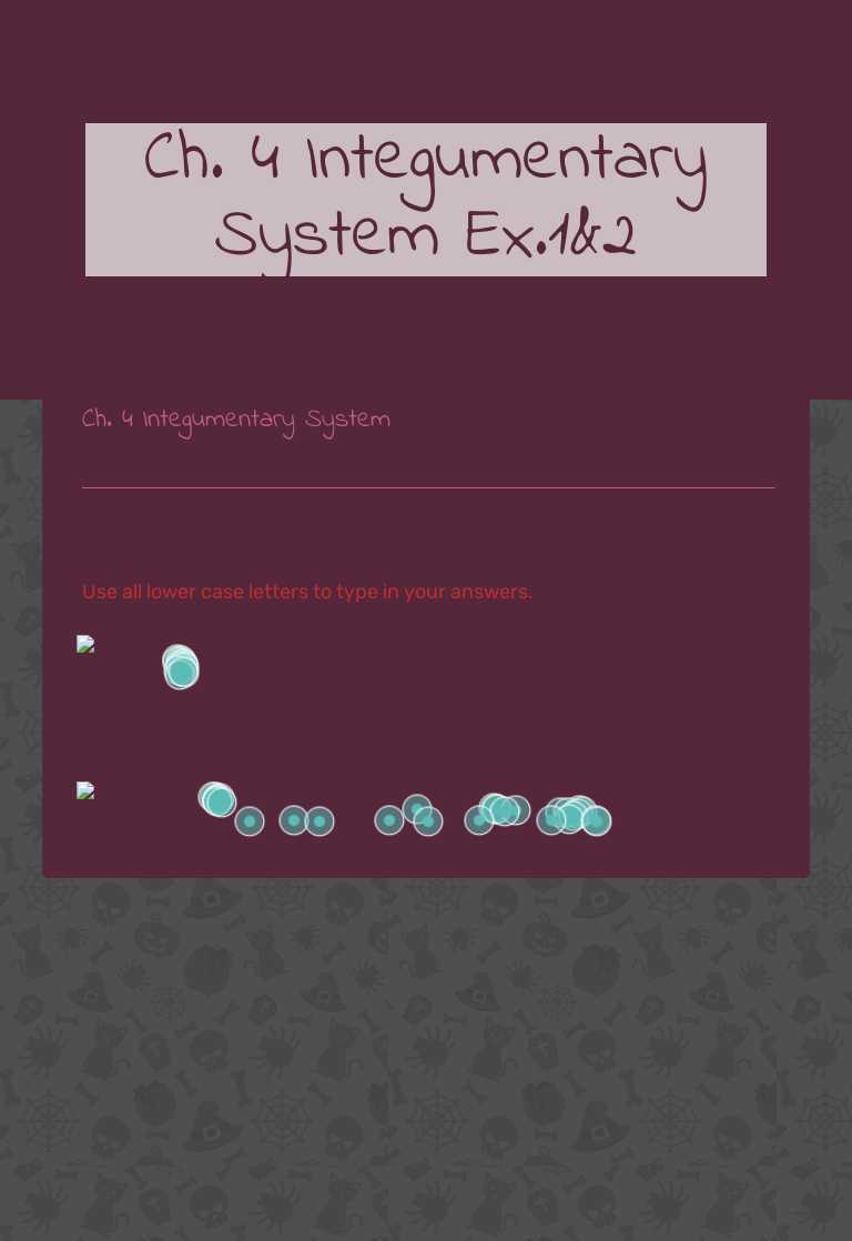 Ch. 4 Integumentary System Ex.1&2 worksheet preview image