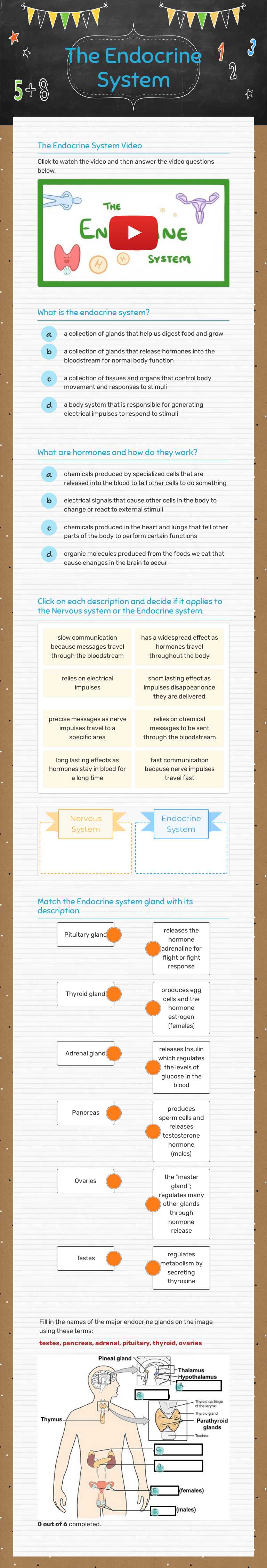 The Endocrine System worksheet preview image