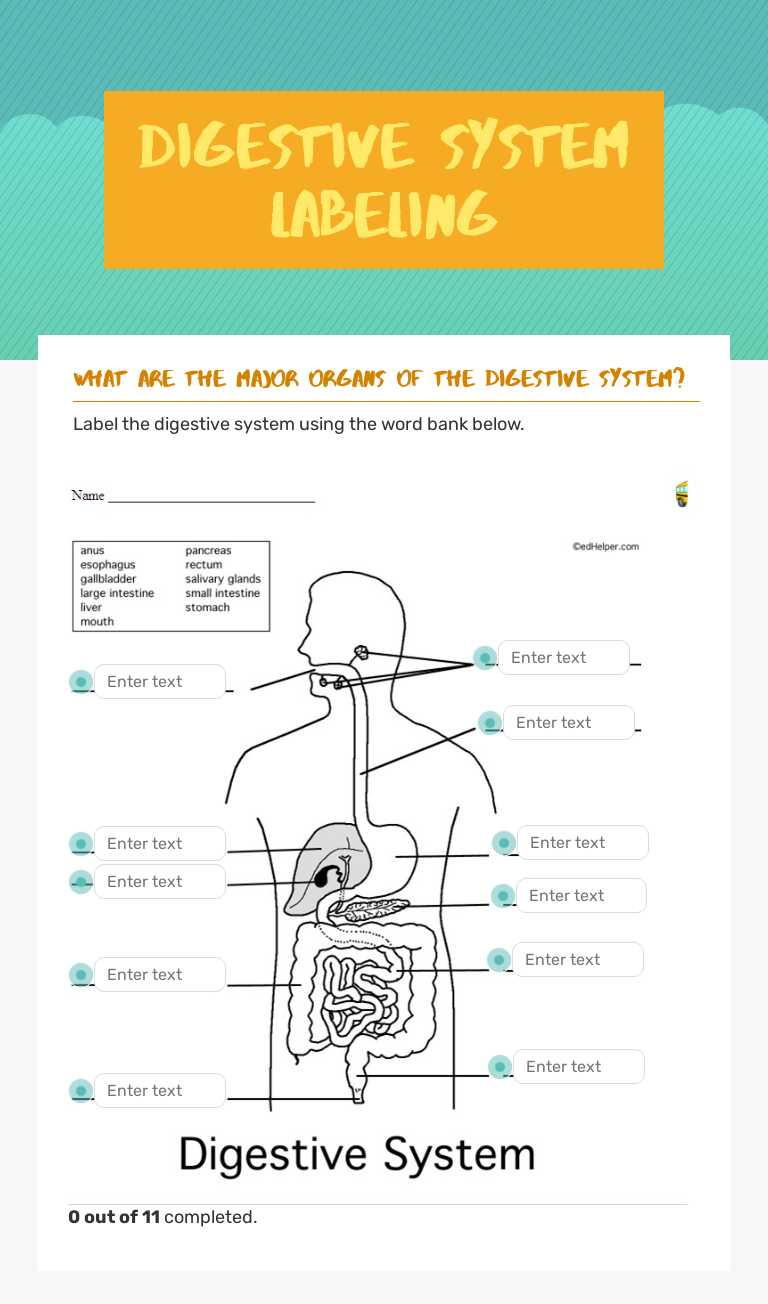 Digestive System Labeling worksheet preview image
