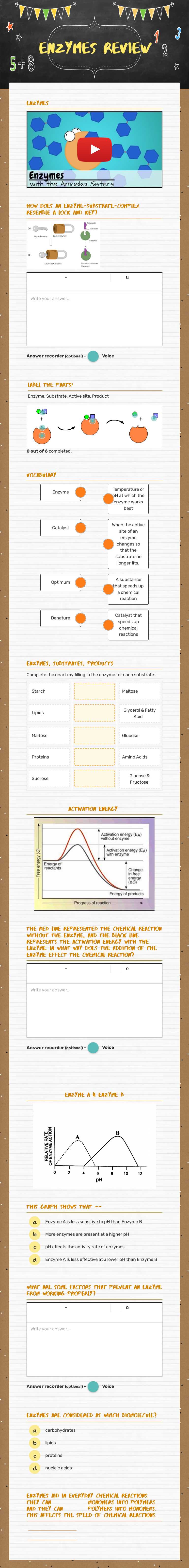Enzymes review worksheet preview image