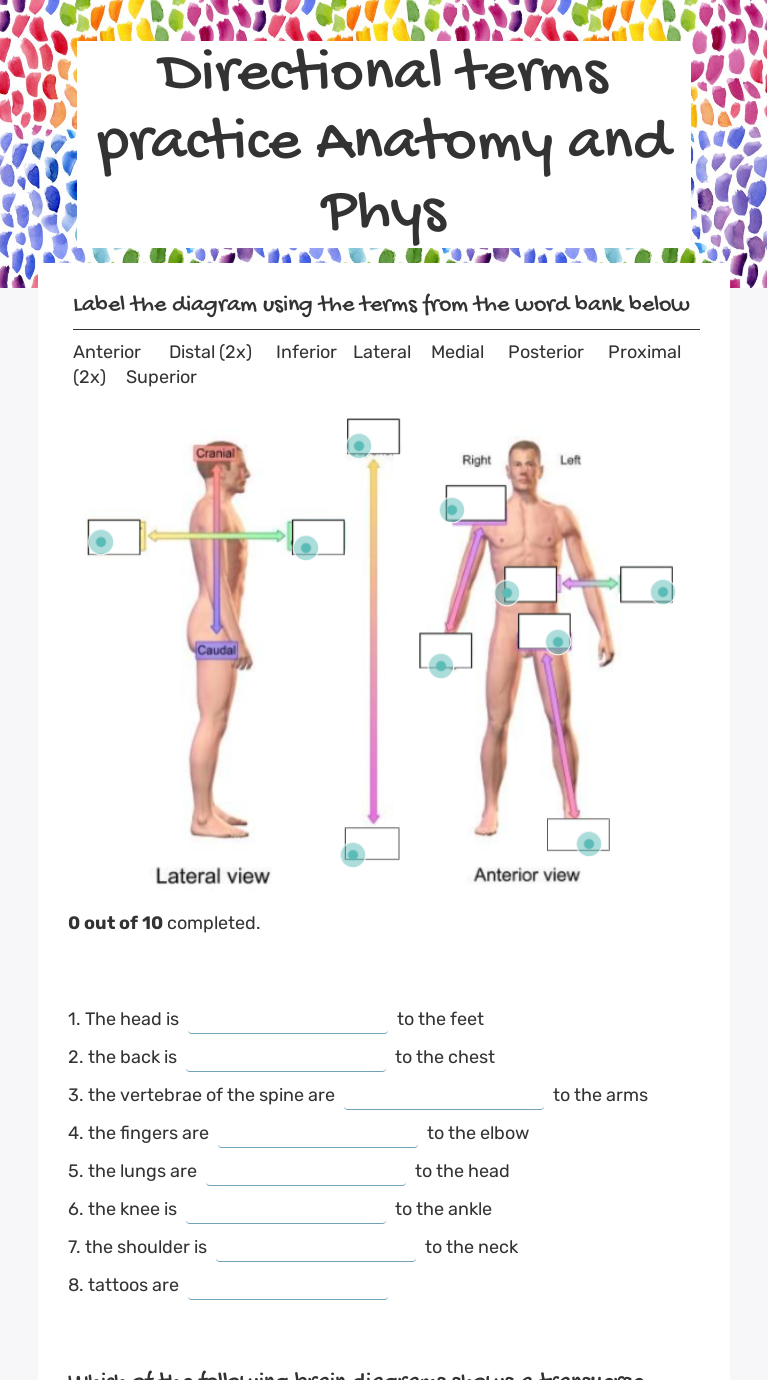 Directional terms practice Anatomy and Phys Grade 11 worksheet preview