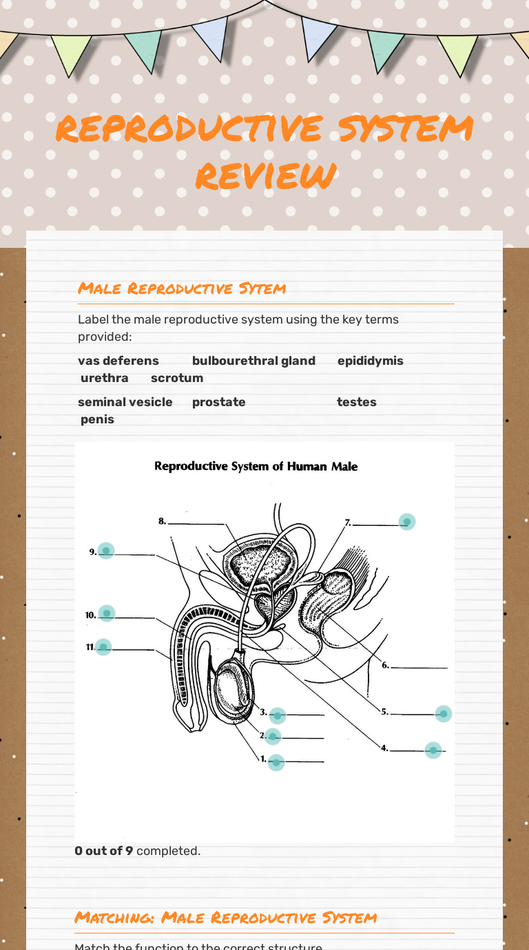 reproductive system review Interactive Worksheet by Ana Magbag Wizer.me