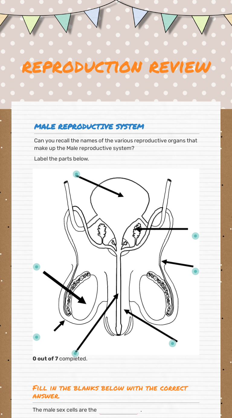 The Male Reproductive System Worksheet