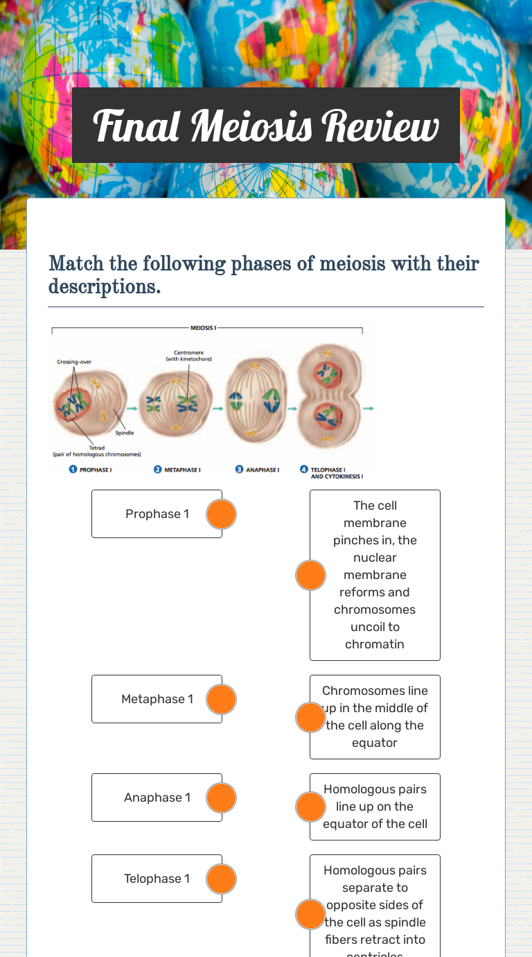 final-meiosis-review-interactive-worksheet-by-amy-moncibais-wizer-me