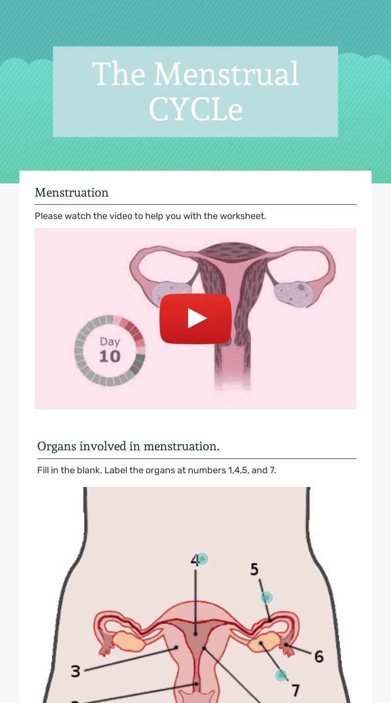 The Menstrual CYCLe worksheet preview image
