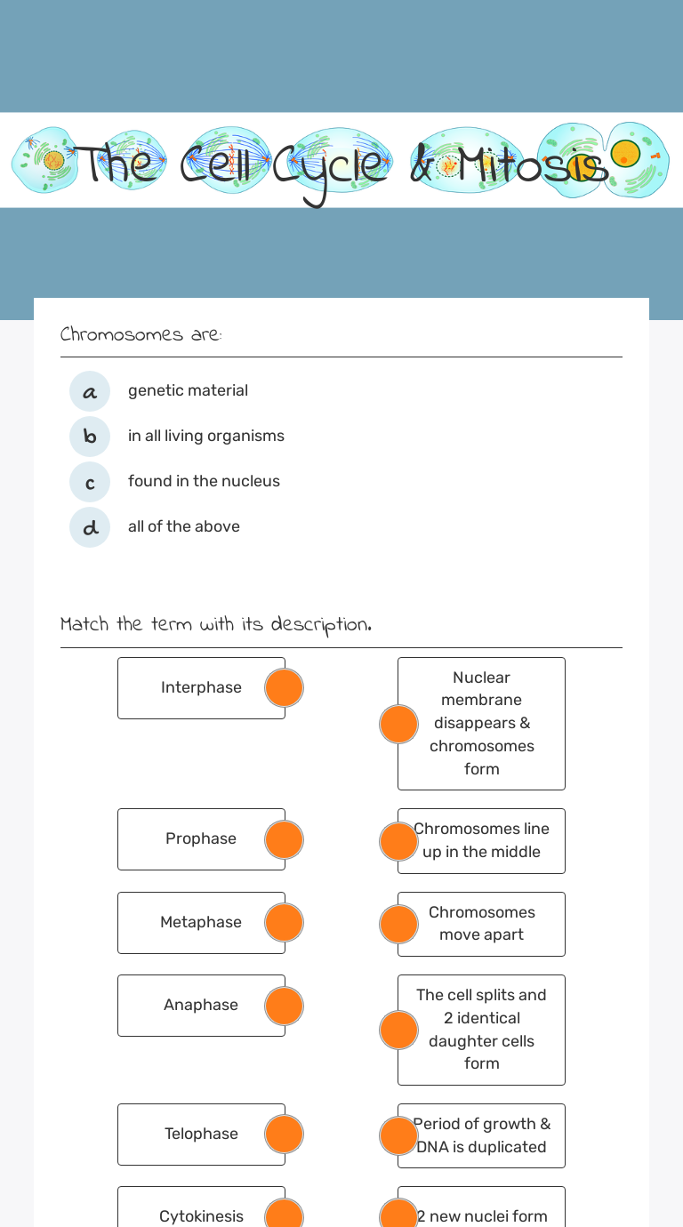 The Cell Cycle & Mitosis worksheet preview image