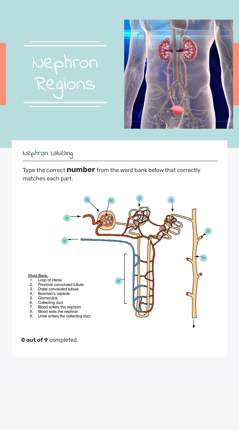 Nephron Regions | Interactive Worksheet by University of AZ Anatomy and