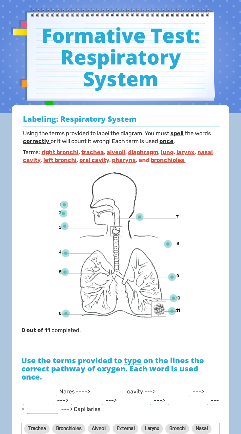 Formative Test: Respiratory System | Interactive Worksheet By Sandra ...