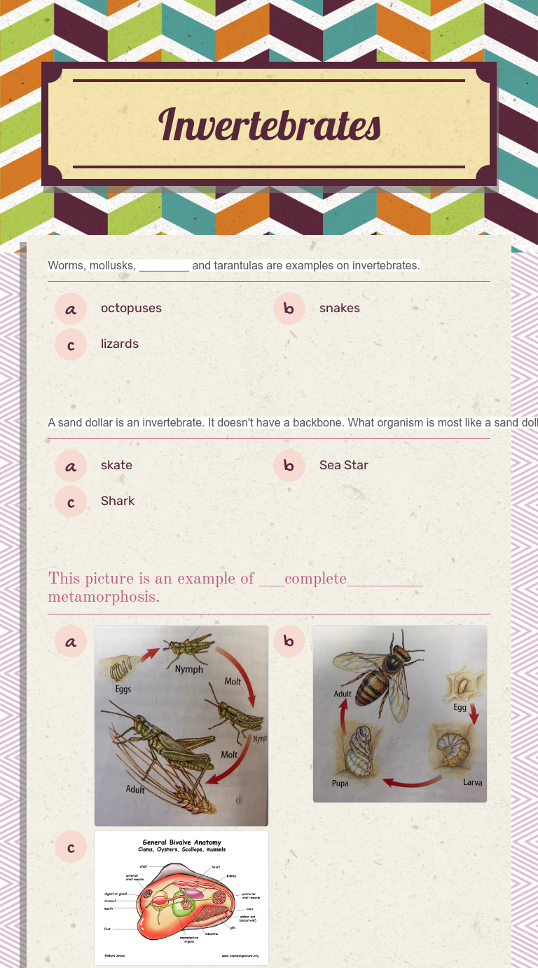 Invertebrates Worksheet For 5th Grade