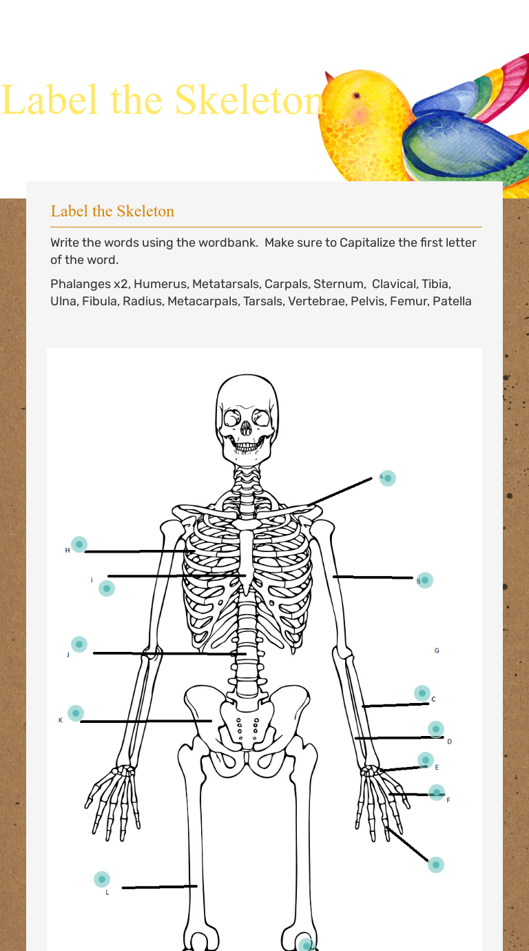 skeletal system for kids without label