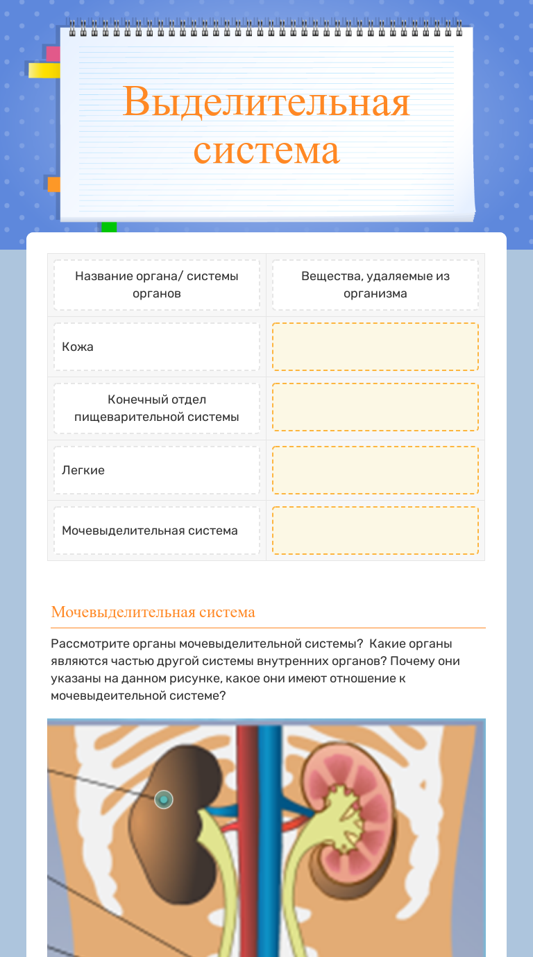 Выделительная система worksheet preview