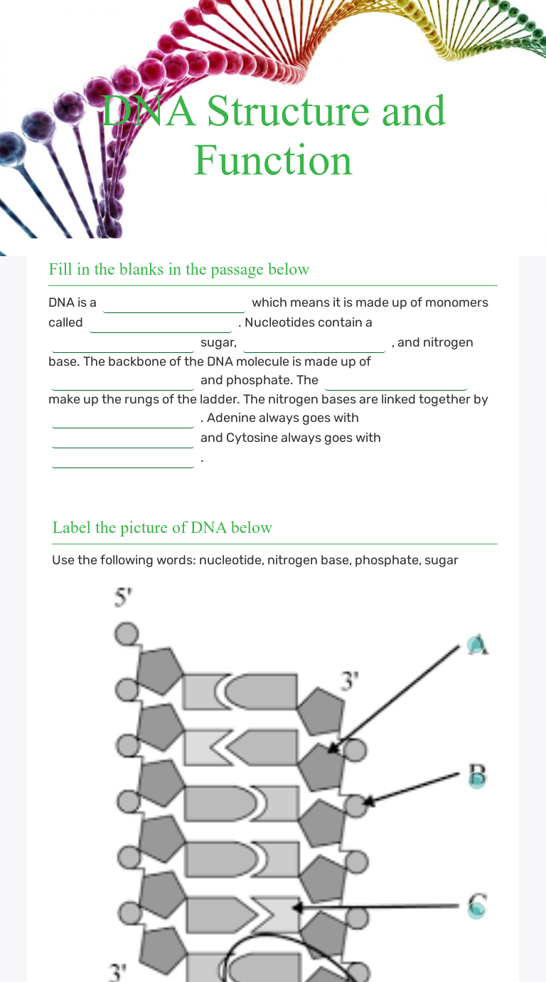 DNA Structure and Function Interactive Worksheet by Kelly Dillman