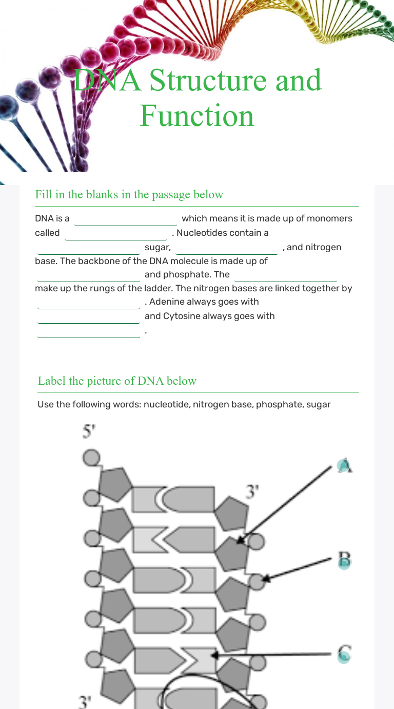 Dna Structure Worksheets Dna Structure Worksheets