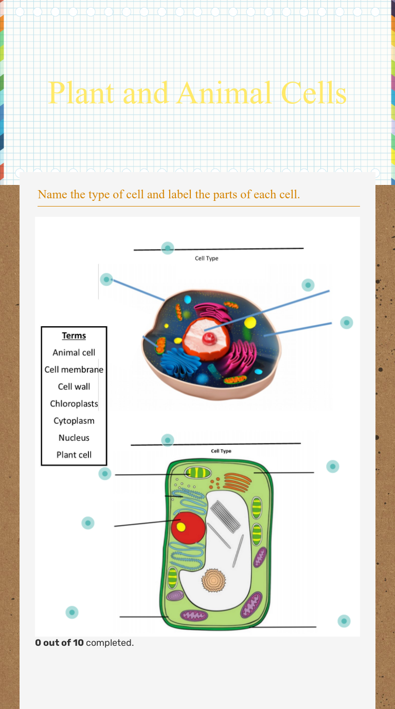 Animal And Plant Cells Worksheet 32 Animal And Plant Cell Worksheet Riset Animal And Plant Cells Worksheet 32 Animal And Plant Cell Worksheet Riset