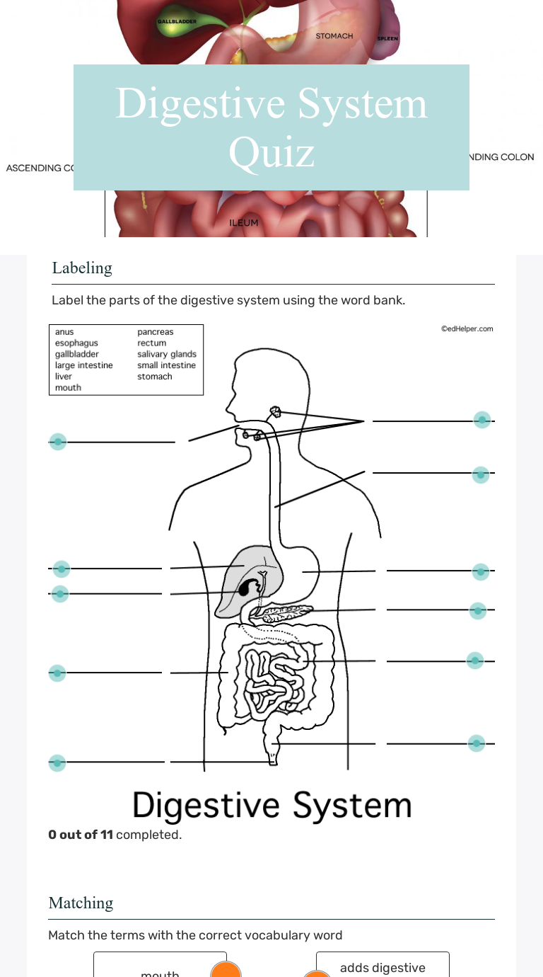 Digestive System Quiz  Interactive Worksheet by DaWanna Wilkins With Digestive System Worksheet Answers