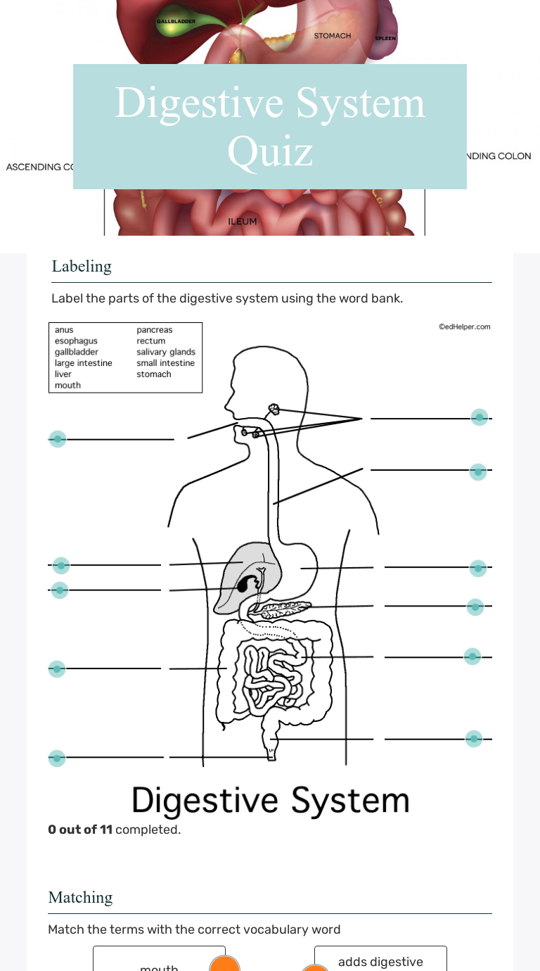 Digestive System Quiz  Interactive Worksheet by DaWanna Wilkins Intended For Digestive System Worksheet Answer Key
