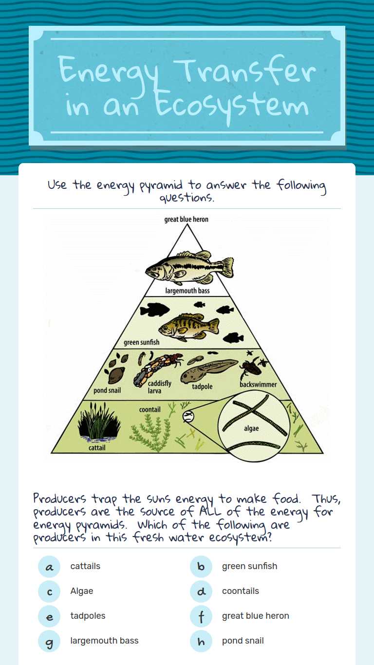 Energy Transfer in an Ecosystem worksheet