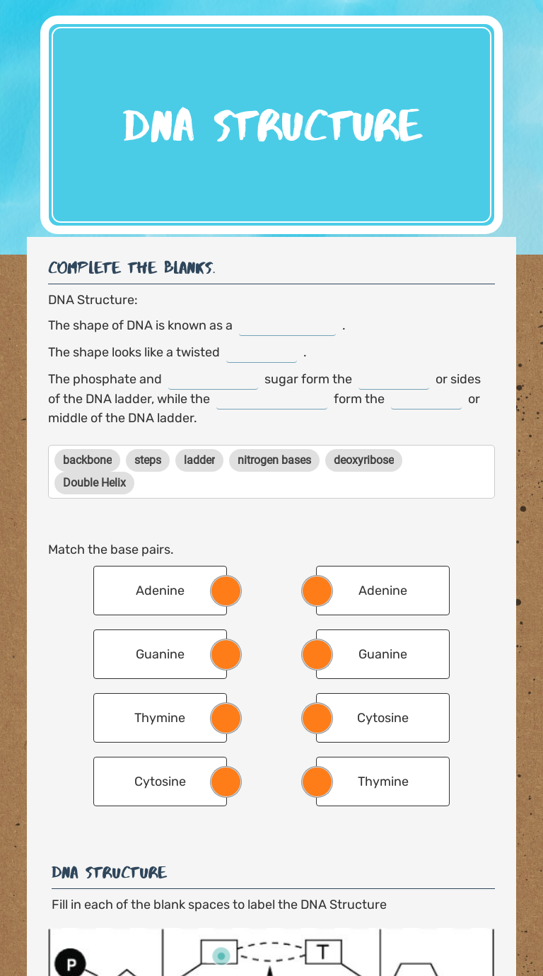 Dna Vocabulary Worksheet