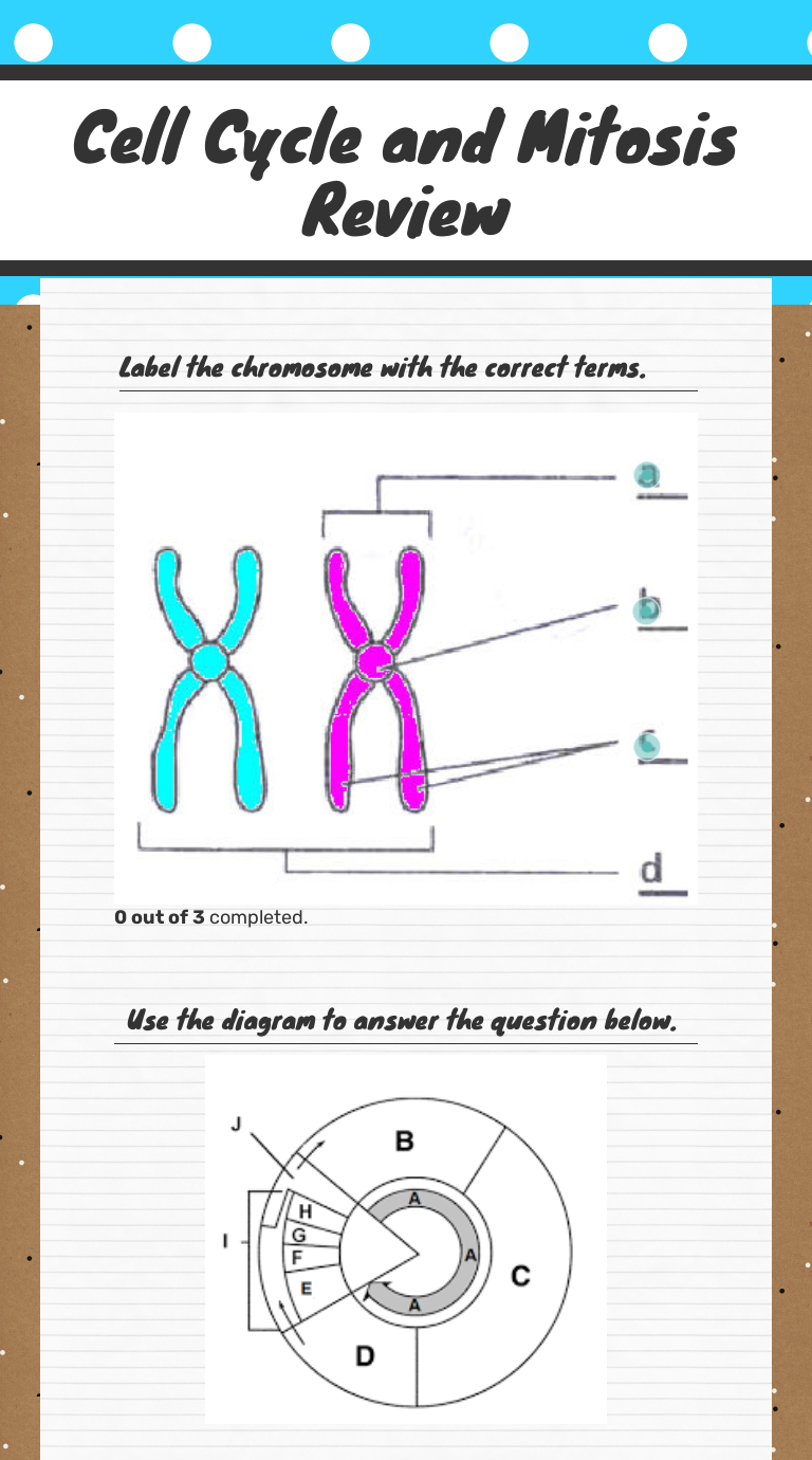 Cell Cycle and Mitosis Review  Interactive Worksheet by Caitlin Pertaining To Cell Cycle Worksheet Answers