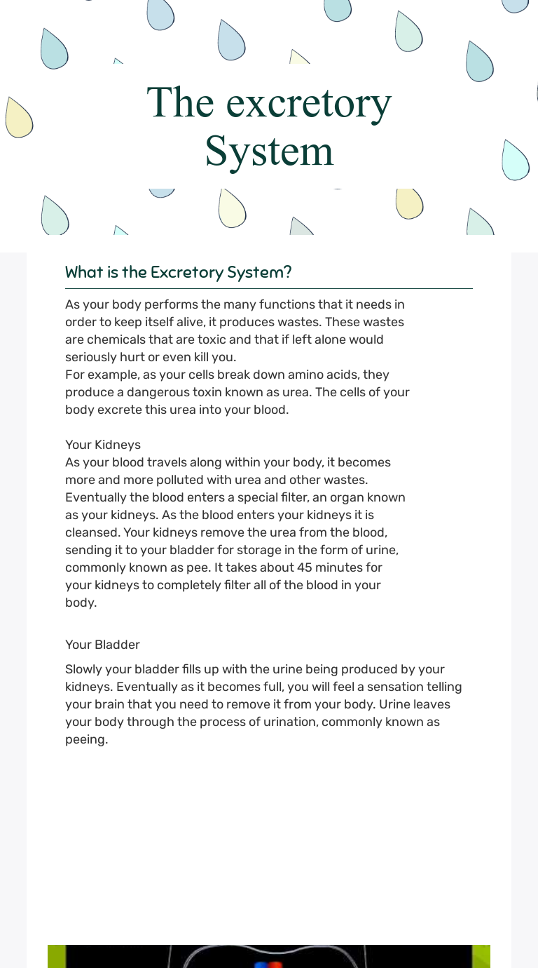 the-excretory-system-interactive-worksheet-by-melanie-hutcheson-wizer-me