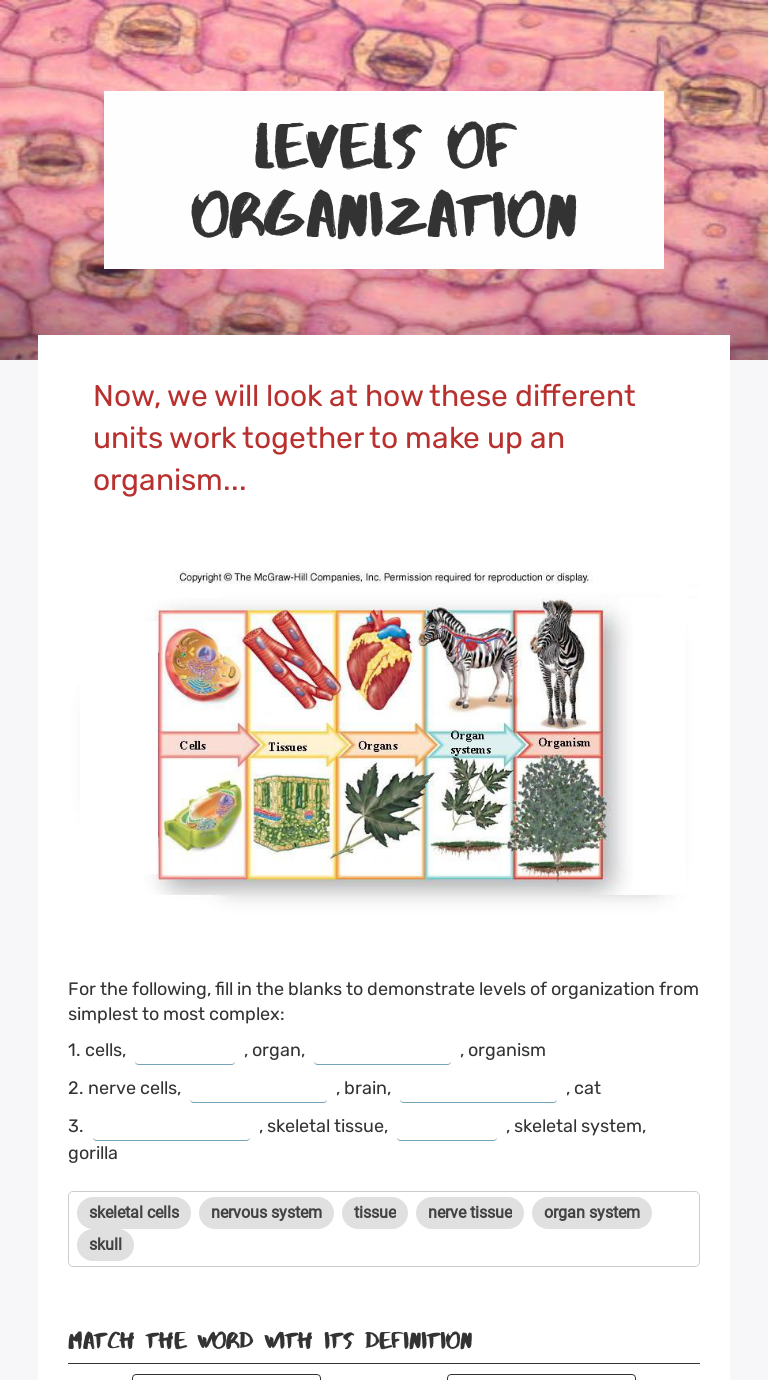 levels-of-organization-interactive-worksheet-by-laquinta-logan-wizer-me