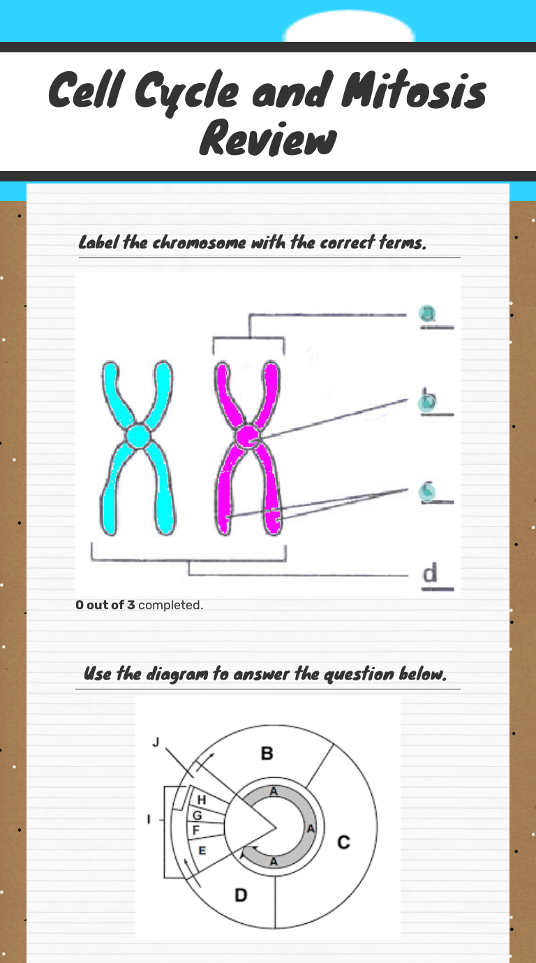 Cell Cycle and Mitosis Review worksheet preview image